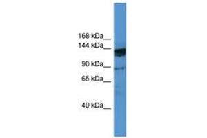 Image no. 1 for anti-Oxoglutarate Dehydrogenase-Like (OGDHL) (AA 26-75) antibody (ABIN6746492) (OGDHL antibody  (AA 26-75))