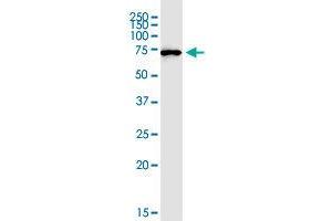 MIPEP monoclonal antibody (M01), clone 4G11. (MIPEP antibody  (AA 611-713))