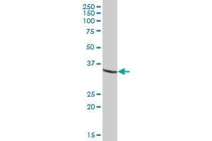 USP46 MaxPab polyclonal antibody. (USP46 antibody  (AA 1-366))