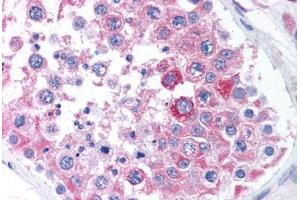 Human Testis (formalin-fixed, paraffin-embedded) stained with BCAP31 antibody ABIN305717 at 5 ug/ml followed by biotinylated goat anti-rabbit IgG secondary antibody ABIN481713, alkaline phosphatase-streptavidin and chromogen. (BCAP31 antibody  (Internal Region))