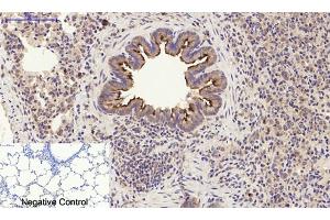 Immunohistochemical analysis of paraffin-embedded rat lung tissue. (PI3K p85 alpha/gamma antibody)