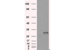 Image no. 5 for anti-Fumarylacetoacetate Hydrolase Domain Containing 2A (FAHD2A) antibody (ABIN1498184) (FAHD2A antibody)
