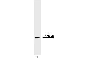 Western Blotting (WB) image for anti-Cyclin D1 (CCND1) (full length) antibody (ABIN967539) (Cyclin D1 antibody  (full length))