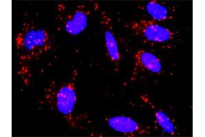 Proximity Ligation Analysis of protein-protein interactions between CREB3 and CREB3L4. (CREB3 antibody  (AA 1-371))