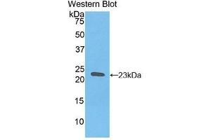 Western Blotting (WB) image for anti-Hemoglobin beta (HBB) (AA 1-147) antibody (ABIN1175984)