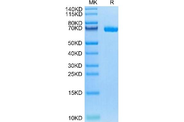 LILRB5 Protein (AA 18-456) (His-Avi Tag,Biotin)