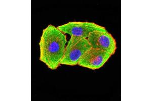 Immunofluorescence analysis of Hela cells using B7H3 mouse mAb (green). (CD276 antibody  (AA 29-466))