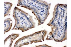 IHC testing of FFPE mouse intestine with POR antibody. (POR antibody)