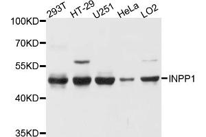 Western blot analysis of extracts of various cell lines, using INPP1 antibody. (INPP1 antibody)