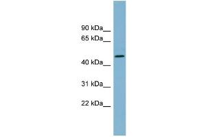 WB Suggested Anti-TDO2 Antibody Titration:  0. (TDO2 antibody  (N-Term))