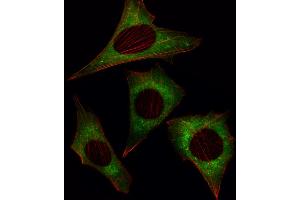 Fluorescent image of NIH/3T3 cell stained with MOB4A Antibody .