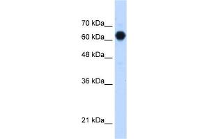 Human HepG2; WB Suggested Anti-C3orf39 Antibody Titration: 1. (C3orf39 antibody  (Middle Region))