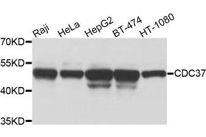 Western blot analysis of extracts of various cells, using CDC37 antibody. (CDC37 antibody)