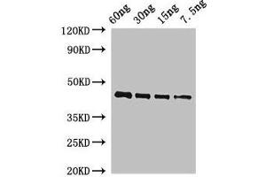 Western Blot Positive WB detected in Recombinant protein All lanes: OSM34 antibody at 2 μg/mL Secondary Goat polyclonal to rabbit IgG at 1/50000 dilution predicted band size: 44 kDa observed band size: 44 kDa (OSM34 antibody  (AA 23-244))