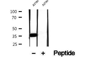 Western blot analysis of extracts of A2780 cells, using FSTL1 antibody. (FSTL1 antibody  (N-Term))