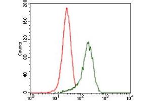 Image no. 5 for anti-Sonic Hedgehog (SHH) antibody (ABIN1491290) (Sonic Hedgehog antibody)