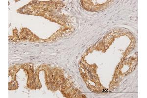 Immunoperoxidase of purified MaxPab antibody to LITAF on formalin-fixed paraffin-embedded human prostate. (LITAF antibody  (AA 1-161))