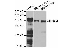 Western blot analysis of extracts of various cell lines, using ITGAM antibody (ABIN1873306) at 1:1000 dilution. (CD11b antibody)