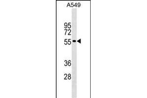GLDN Antibody (Center) (ABIN1538217 and ABIN2849147) western blot analysis in A549 cell line lysates (35 μg/lane). (GLDN antibody  (AA 271-299))