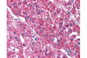 Anti-P2RX2 / P2X2 antibody IHC of human adrenal. (P2RX2 antibody  (AA 55-104))