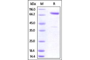 Cynomolgus CRTAM, Fc Tag on SDS-PAGE under reducing (R) condition. (CRTAM Protein (AA 18-287) (Fc Tag))