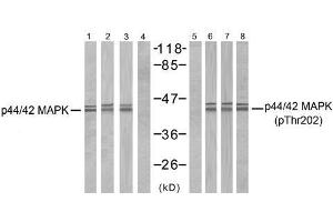 Western blot analysis of extracts from MCF7, 293, A431, A2780 and Hela cells, using p44/42 MAP Kinase (Ab-202) antibody (E021237, Line 1 2 3 4 ) and p44/42 MAP Kinase (phospho-Thr202) antibody (E011245, Line 5 6 7 8). (ERK1/2 antibody  (pThr202))
