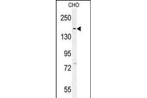 DM1- Antibody (N-term) (ABIN651631 and ABIN2840337) western blot analysis in CHO cell line lysates (35 μg/lane). (DAAM1 antibody  (N-Term))