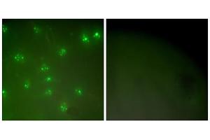 Immunofluorescence analysis of COS7 cells, using Cyclin A antibody (ABIN5976373). (Cyclin A antibody  (Internal Region))