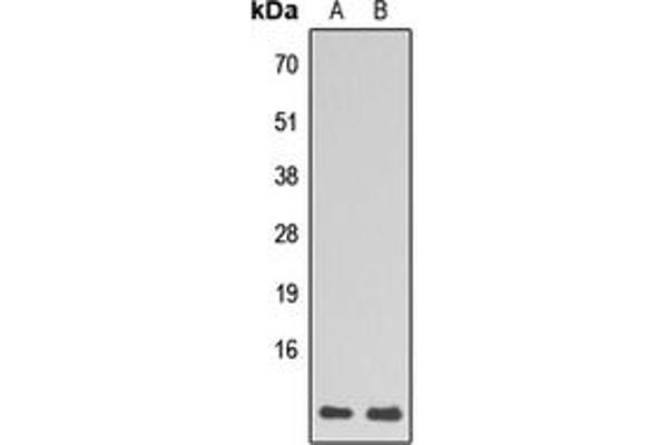 RPL39 anticorps  (N-Term)