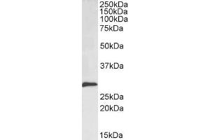ABIN185704 (0. (SNAIL antibody  (N-Term))