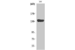 Western Blotting (WB) image for anti-SR-Related CTD-Associated Factor 1 (SCAF1) (N-Term) antibody (ABIN3186879) (SCAF1 antibody  (N-Term))
