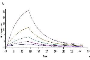 Anti-NKG2A antibody captured on Protein A chip, can bind Human NKG2A, His Tag with an affinity constant of 0.