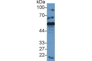 Western Blot; Sample: Mouse Liver lysate; Primary Ab: 2µg/ml Rabbit Anti-Mouse CRT Antibody Second Ab: 0. (Calreticulin antibody  (AA 199-308))