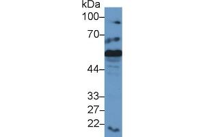 Western Blot; Sample: Mouse Liver lysate; Primary Ab: 2µg/ml Rabbit Anti-Mouse CRT Antibody Second Ab: 0.