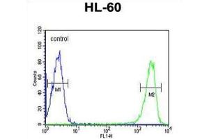 Flow Cytometry (FACS) image for anti-Killer Cell Immunoglobulin-Like Receptor, Two Domains, Short Cytoplasmic Tail, 3 (KIR2DS3) antibody (ABIN3002434) (KIR2DS3 antibody)