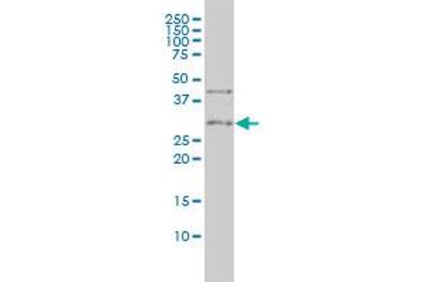 CD27 antibody  (AA 1-260)