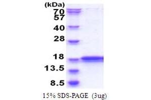 Inner Mitochondrial Membrane Peptidase Subunit 2 (IMMP2L) (AA 38-175) protein (His tag)