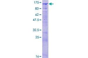 Synaptojanin 2 Protein (SYNJ2) (AA 1-839) (GST tag)