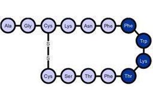 Image no. 1 for Somatostatin (SST) peptide (ABIN399813)