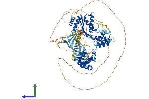 AlphaFold protein structure predicition of Mouse Recombinant Orc1 Protein, UniprotID Q9Z1N2