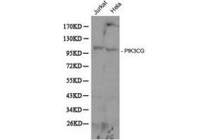 Western Blotting (WB) image for anti-Phosphoinositide-3-Kinase, Catalytic, gamma Polypeptide (PIK3CG) antibody (ABIN1874133) (PIK3 gamma antibody)