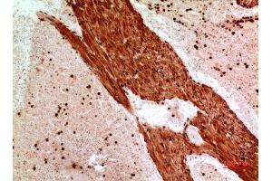 Immunohistochemistry (IHC) analysis of paraffin-embedded Mouse Heart, antibody was diluted at 1:100. (ANGPTL1 antibody  (Internal Region))