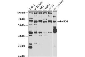 Western blot analysis of extracts of various cell lines, using FANCG antibody (ABIN6127891, ABIN6140474, ABIN6140475 and ABIN6221795) at 1:1000 dilution.