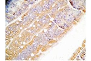 Rat intestine tissue was stained by Rabbit Anti-Oxyntomodulin (H,M,R) Antibody (OXM antibody)