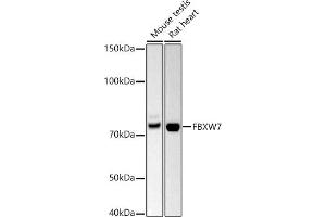 Western blot analysis of extracts of various cell lines, using FBXW7 antibody (ABIN6131632, ABIN6140535, ABIN6140537 and ABIN6221574) at 1:500 dilution. (FBXW7 antibody  (AA 408-707))