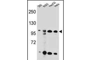 KSR2 Antibody (C-term) (ABIN655390 and ABIN2844938) western blot analysis in 293,K562,HepG2,Hela cell line lysates (35 μg/lane). (KSR2 antibody  (C-Term))