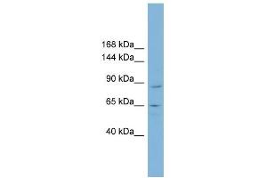 MGC16169 antibody used at 1 ug/ml to detect target protein.