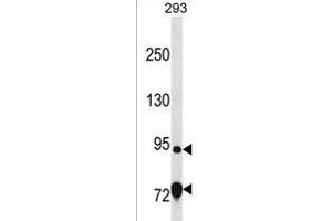 EXD3 Antibody (Center) (ABIN1538330 and ABIN2849926) western blot analysis in 293 cell line lysates (35 μg/lane). (EXD3 antibody  (AA 340-367))