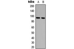 Western blot analysis of AMPD2 expression in MCF7 (A), HeLa (B) whole cell lysates. (AMPD2 antibody  (Center))