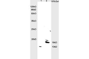 L1 rat brain lysates L2 rat heart lysates probed with Anti BNP Polyclonal Antibody, Unconjugated (ABIN678623) at 1:200 overnight at 4 °C.